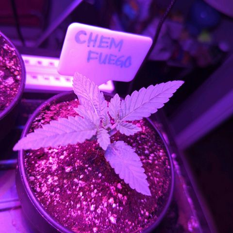 Chem Fuego  growlog timeline photo