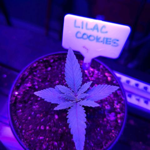 Lilac Cookies growlog timeline photo
