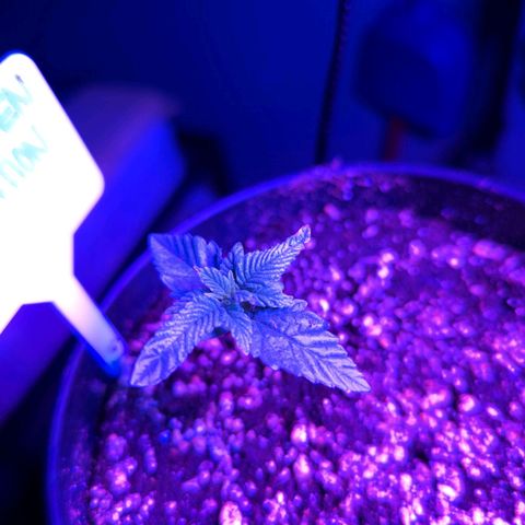 Forbidden Creation  growlog timeline photo