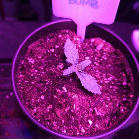 Tiger Bomb growlog timeline photo