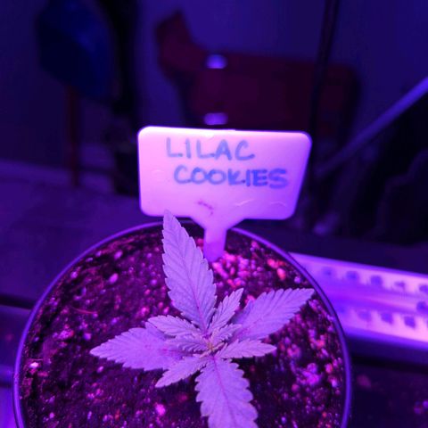 Lilac Cookies growlog timeline photo