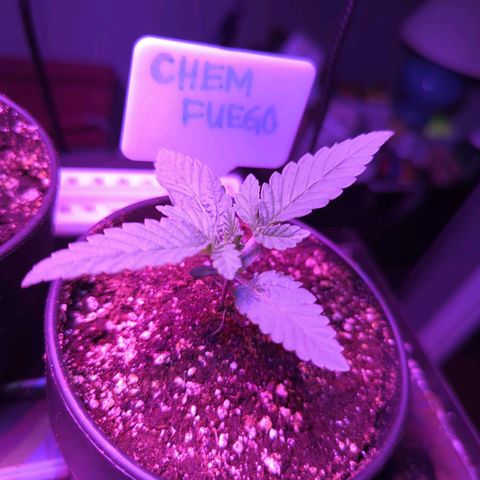Chem Fuego  growlog timeline photo