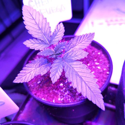 Chem Fuego  growlog timeline photo