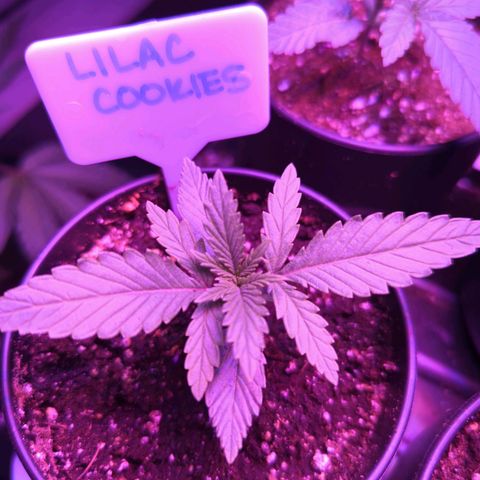 Lilac Cookies growlog timeline photo