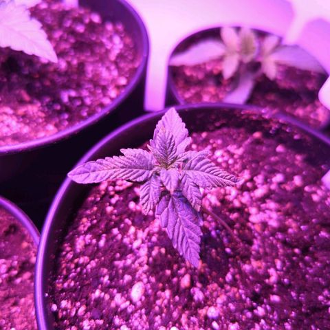 Forbidden Creation  growlog timeline photo
