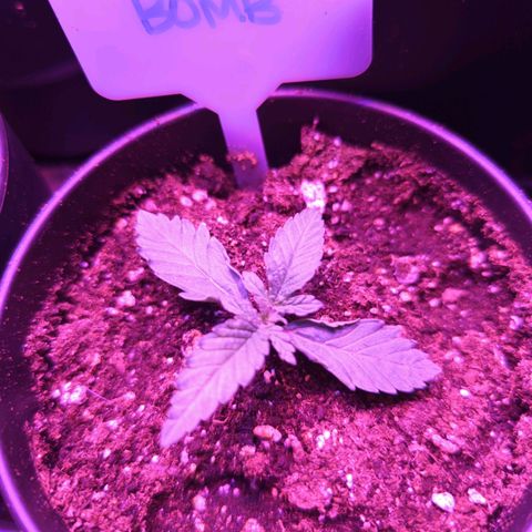 Tiger Bomb growlog timeline photo