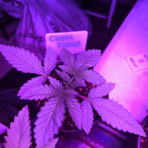 Chem Fuego  growlog timeline photo