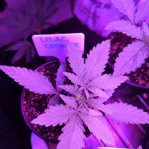 Lilac Cookies growlog timeline photo