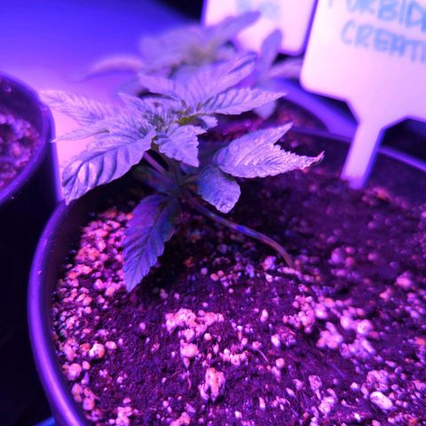 Forbidden Creation  growlog photo: STEM has started to grow. Sideways will continue to allow it to maintain this current direction and see how it does
