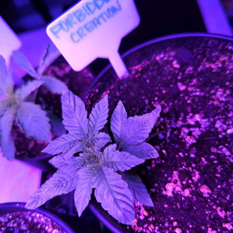 Forbidden Creation  growlog timeline photo