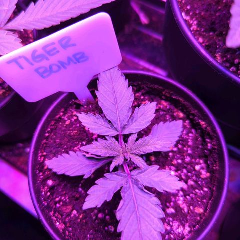 Tiger Bomb growlog timeline photo