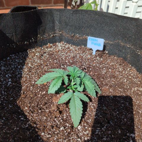 Chem Fuego  growlog photo: Making their outdoor debut today. Going in 20 gallon pots for the season. 