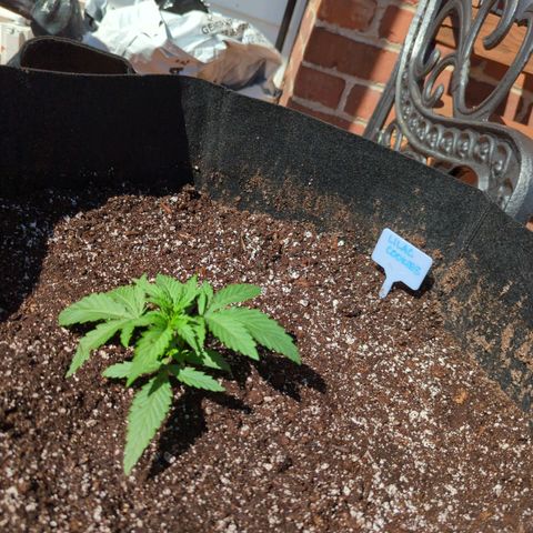 Lilac Cookies growlog timeline photo