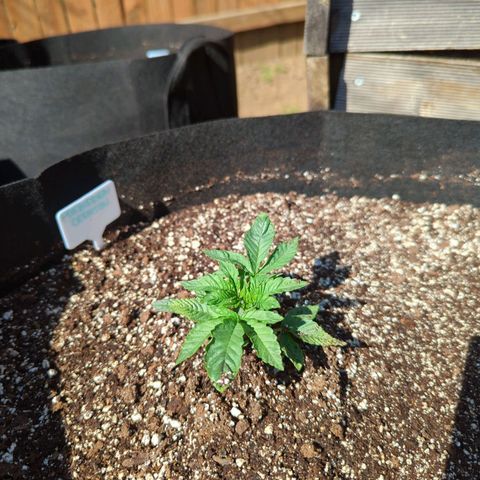 Forbidden Creation  growlog timeline photo