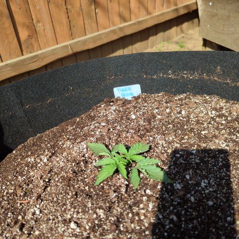 Tiger Bomb growlog timeline photo