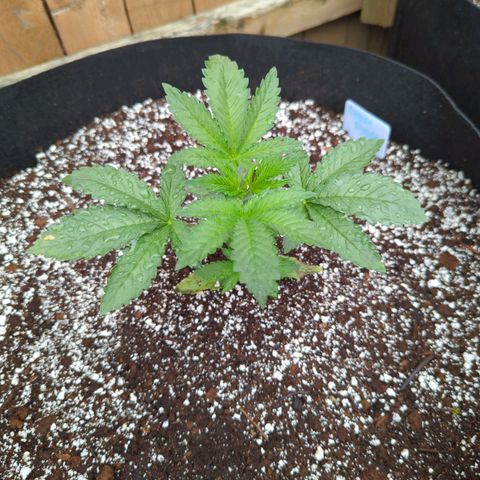 Chem Fuego  growlog timeline photo