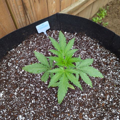 Lilac Cookies growlog timeline photo