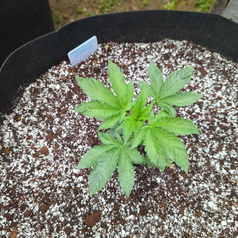 Forbidden Creation  growlog timeline photo