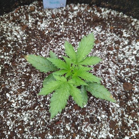 Tiger Bomb growlog timeline photo