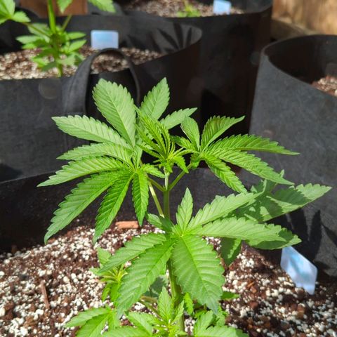 Chem Fuego  growlog timeline photo