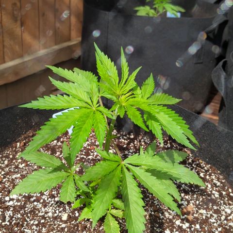 Lilac Cookies growlog timeline photo