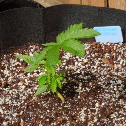 Forbidden Creation  growlog timeline photo