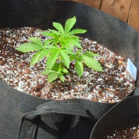 Tiger Bomb growlog timeline photo