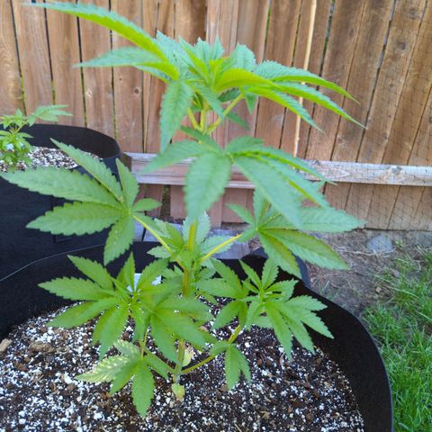 Chem Fuego  growlog timeline photo