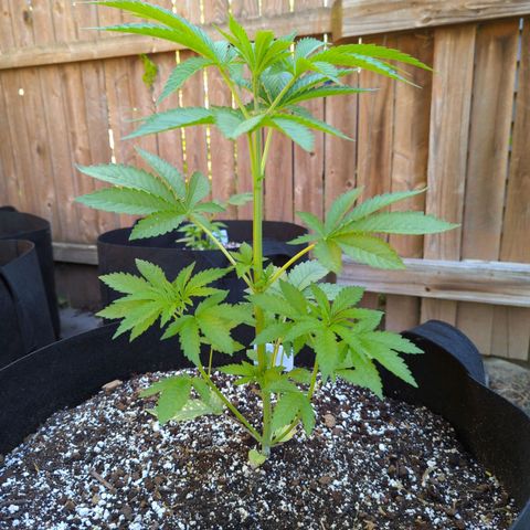 Chem Fuego  growlog timeline photo
