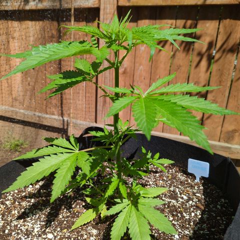 Lilac Cookies growlog timeline photo