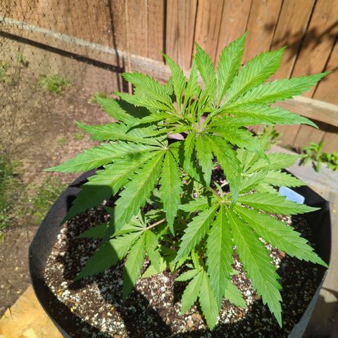 Lilac Cookies growlog timeline photo