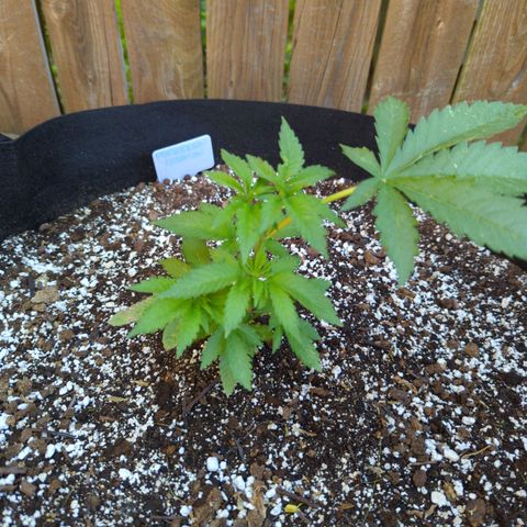Forbidden Creation  growlog timeline photo