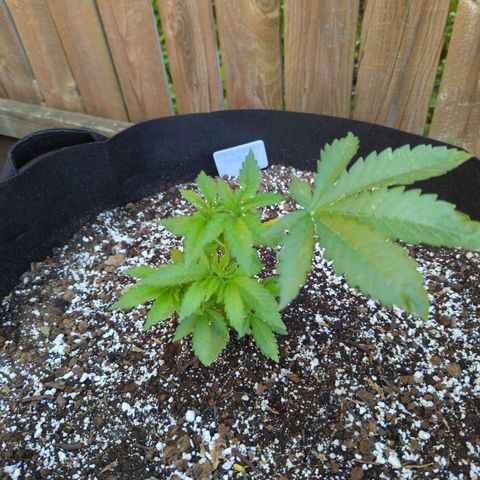 Forbidden Creation  growlog timeline photo