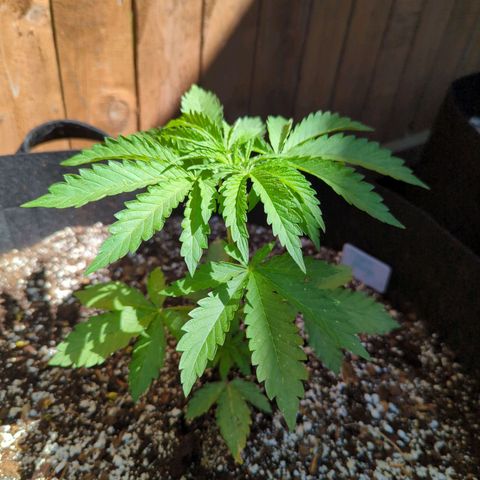 Tiger Bomb growlog timeline photo