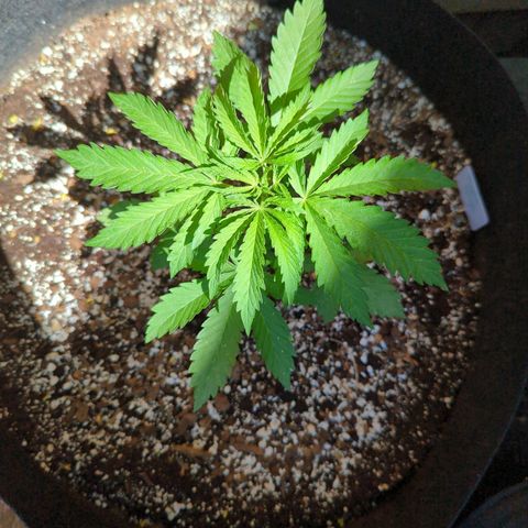 Tiger Bomb growlog timeline photo