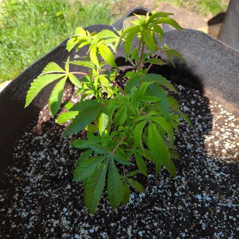 Sunset Octane growlog photo: Struggling a little bit right now I believe maybe due to lack of nutrients. But I'm seeing some curling and drying of certain leaves and some browning on some edging of other leaves. But she remains optimistic and once this wet. Ends. I will be able to add nutrients and give her proper water