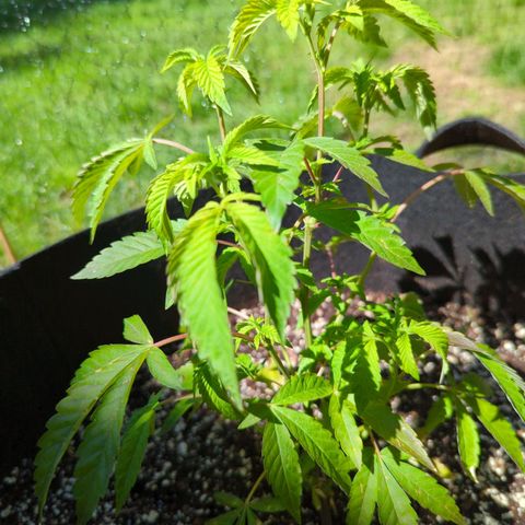 Sunset Octane growlog timeline photo
