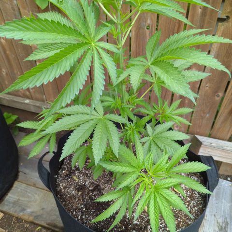 Chem Fuego  growlog timeline photo