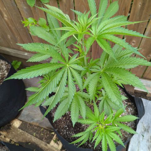 Chem Fuego  growlog timeline photo