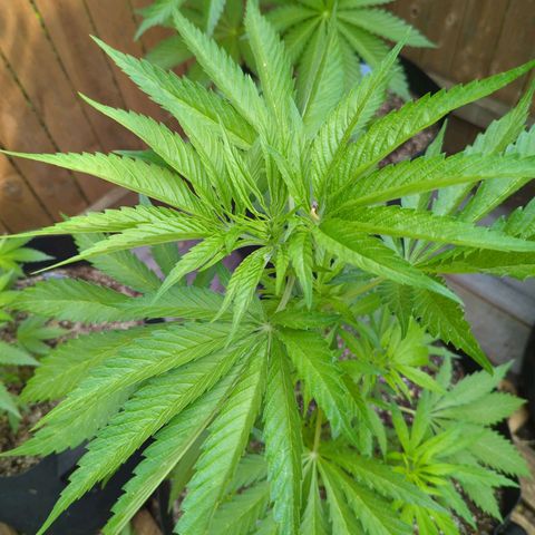 Lilac Cookies growlog timeline photo