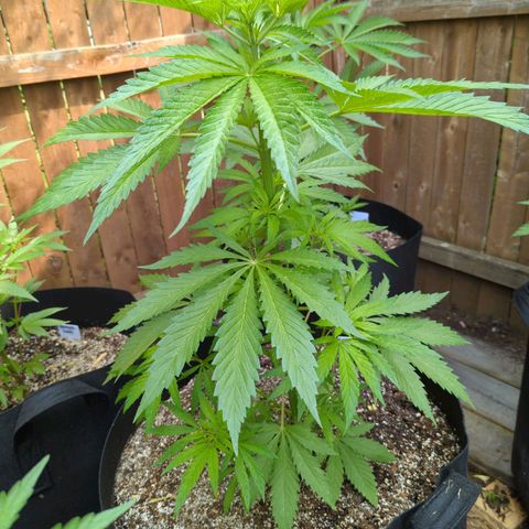 Lilac Cookies growlog timeline photo