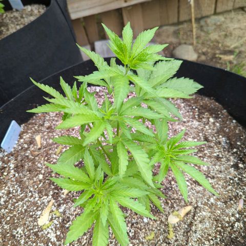 Forbidden Creation  growlog timeline photo