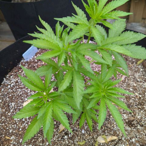 Forbidden Creation  growlog timeline photo