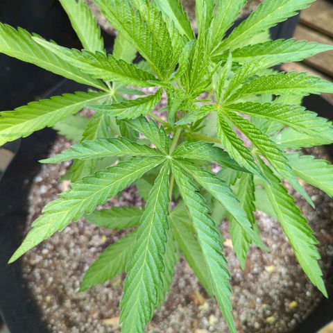 Tiger Bomb growlog timeline photo