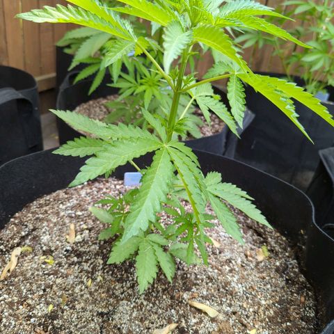Tiger Bomb growlog timeline photo