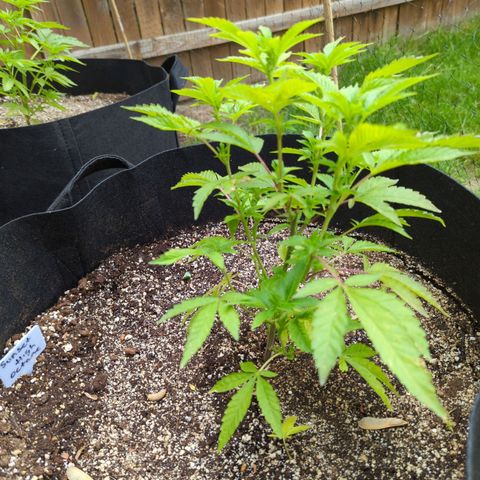 Sunset Octane growlog timeline photo