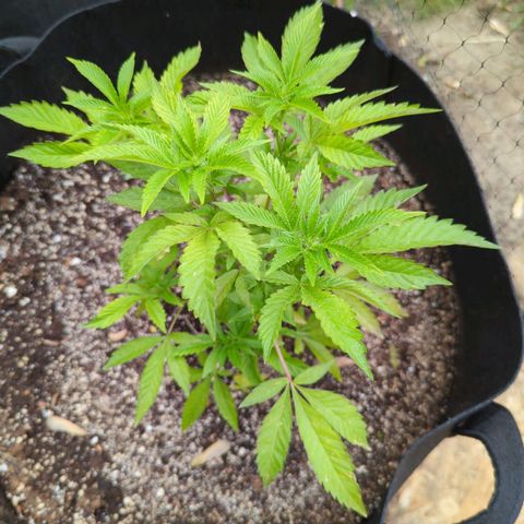 Sunset Octane growlog timeline photo