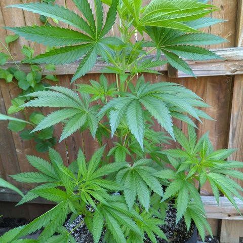 Chem Fuego  growlog timeline photo