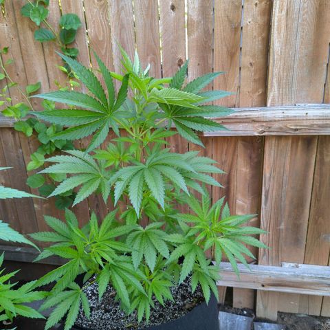 Chem Fuego  growlog timeline photo