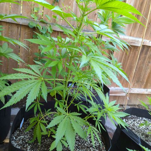 Lilac Cookies growlog timeline photo